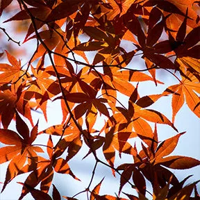 AKI NO KURENAI