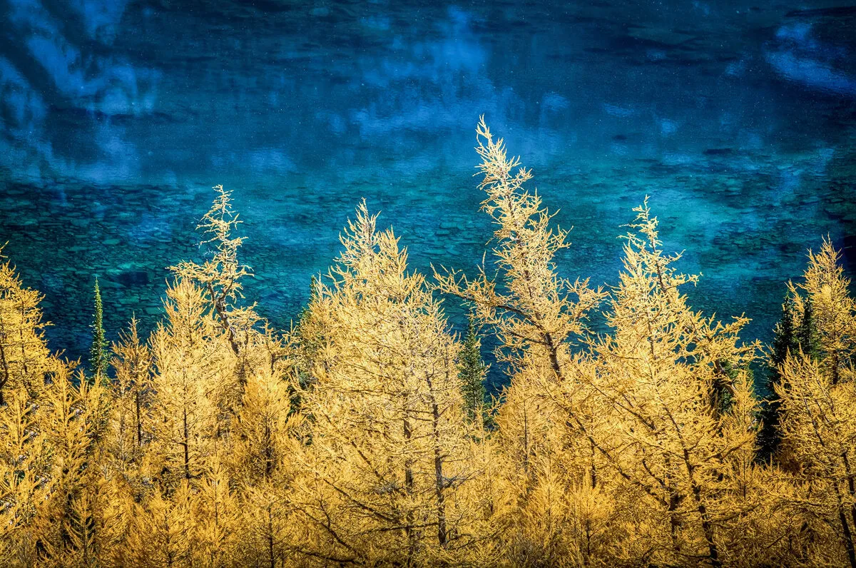Autumn Gold