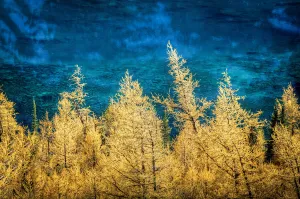 Autumn Gold